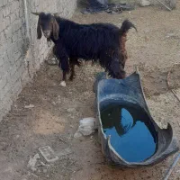 ۲تا بی مس قصابی وبزچاغ فروشن آدرس مورموری|حیوانات مزرعه|دهلران, |دیوار