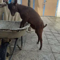 بزغاله نر مورسیا