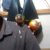 طوطی گرینچیک رام و سخنگو