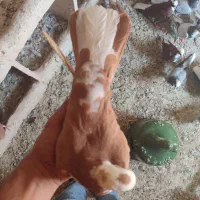 ساری بالا مایا