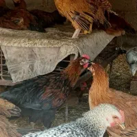 فروش جوجه خروس و مرغ محلی