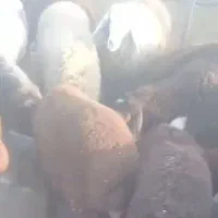 بره گمشده مژدگانی