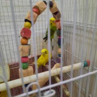 مرغ عشق با قفسه|پرنده|تهران, دکتر هوشیار|دیوار