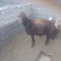 قوچ تخمی