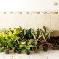 گل های آپارتمانی