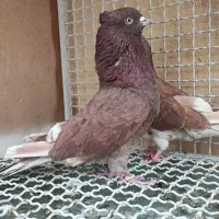 کفتر پرشی کله دمسبز سرخ وزاغ