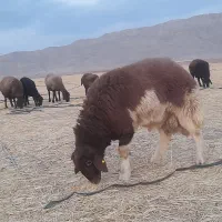 بره قوچی هترو  افشاری