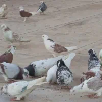کبوتر