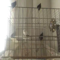 قناری سفید|پرنده|محمدشهر, شهرک پیام (مهرالبرز)|دیوار