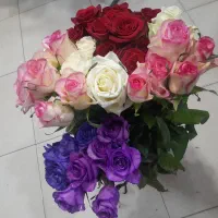 فقط شاخه ای ۷۰و ۸۰