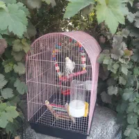 عروس  سخن گو همراه با قفس