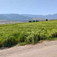 برنج دمسیاه درجه یک
