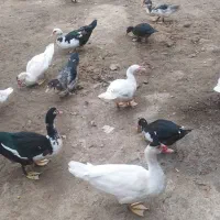 اردک اسراییلی نژاد خوب درج یک|حیوانات مزرعه|لوندویل, |دیوار