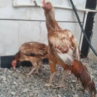 جوجه خروس ۱۱ماهه با اصل و نسب|حیوانات مزرعه|فاضل آباد, |دیوار