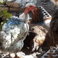 مرغ گردن لخت طبیعی