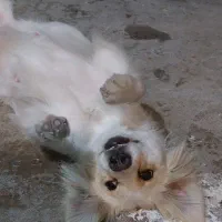 دو عدد سگ عروسکی خونگی با نژاد پامرشیتزو باهوش|سگ|مسجد سلیمان, |دیوار