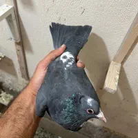 نر پلنگ کلاهی