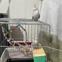 ۲ عدد عروس هلندی