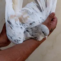 ساده هفرنگ
