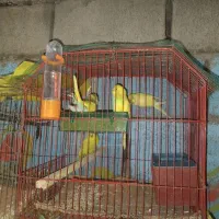 پرنده|پرنده|ایرانشهر, |دیوار