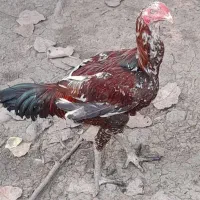 خروس لاری