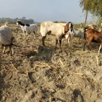 2عدد نری 3عدد بز|حیوانات مزرعه|میناب, |دیوار