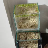 ماهی|ماهی|کرج, حصارک پایین|دیوار