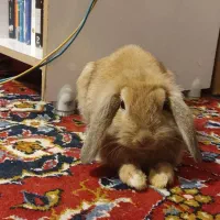 خرگوش مینی لوپ ۲ ماهه