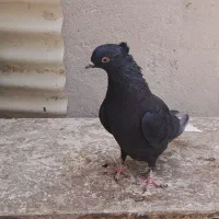 سیاه دم سفید|پرنده|شیراز, شریف‌آباد|دیوار