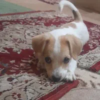 یه سگ در حوالی ۸متری پیدا شده عکس برا این سگ نیست