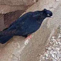 زاغ|پرنده|اسیر, |دیوار