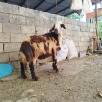 بره نر اصیل شازند