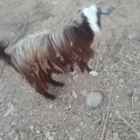 بز آبستن|حیوانات مزرعه|نجفآباد, حومه نجف آباد|دیوار