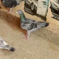 کبوتر مسافتی|پرنده|گنبد کاووس, |دیوار