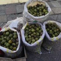 فروش گرو تازه