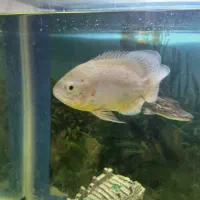 لجن خوار پلنگی