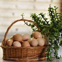 تخم مرغ بومی