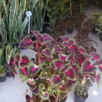 حسن یوسف پُر شاخ و برگ|گل و گیاه طبیعی|قم, نیروگاه|دیوار