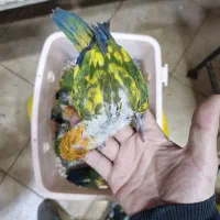 خورشیدی سانکانور سرلاکی تا بالغ بردشاپ شاپرک عظیمی