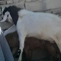 فروش فوری تروشت محلی 18 تومان|حیوانات مزرعه|سراوان, |دیوار