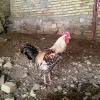 دو عدد خروس یکی لاری یکیش هم رسمی