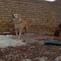 توله سگ ۱۰ ماهه