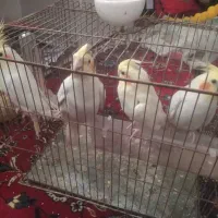 عروس هلندی لوتینو آلبینو مولد به شرط جوجه