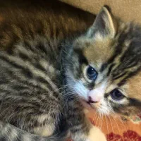 بچه گربه اسکاتیش بریتیش