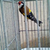 سره وسره قناری قرس وکفتر پشتدری|پرنده|ری, سیزده آبان|دیوار