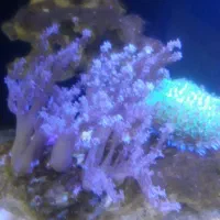 اکواریوم اب شور|ماهی|قزوین, |دیوار