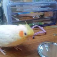 عروس هلندی گمشده|حیوانات|خرمشهر, |دیوار