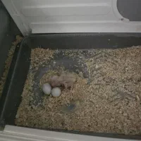 عروس هلندی مولد|پرنده|تهران, فلسطین (میدان انقلاب)|دیوار