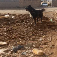 سگ گله درشت دهن پاک