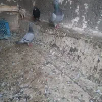 رنگی پلاکی اصل|پرنده|قم, انسجام|دیوار